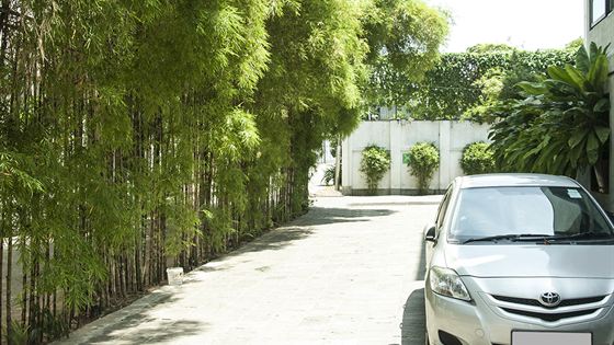 A wall of tall bamboo screening the driveway at Colombo Court from the road, a car parked in the shade.