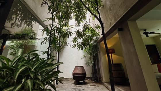 A planted private courtyard at Colombo Court, a clay urn beneath tall greenery against a white wall.