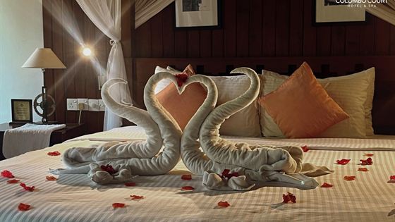 Two swans folded from white towels forming a heart on a bed scattered with rose petals.