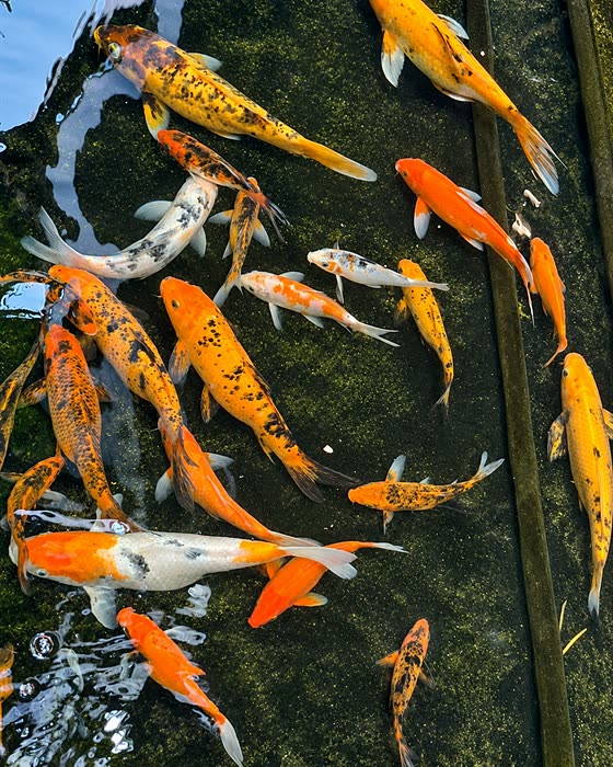 Koi in the pond at Colombo Court, orange, white and gold against the dark water.