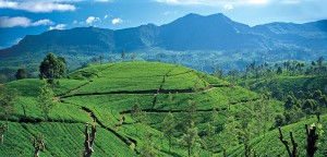 Tea Plantations - Nuwara Eliya